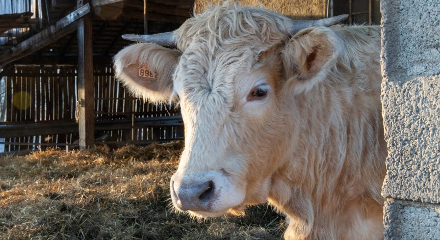 Злоупотреби с евросредства? Откриха празни обори или липса на такива