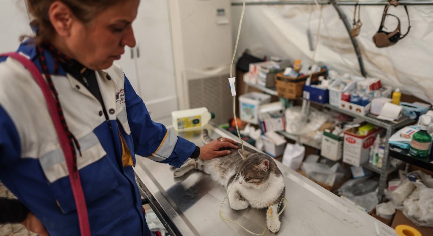 Спасители извадили раждаща котка от руините в Турция 11 дни след земетресението