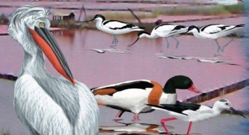 Установен е случай на птичи грип в района на Бургас