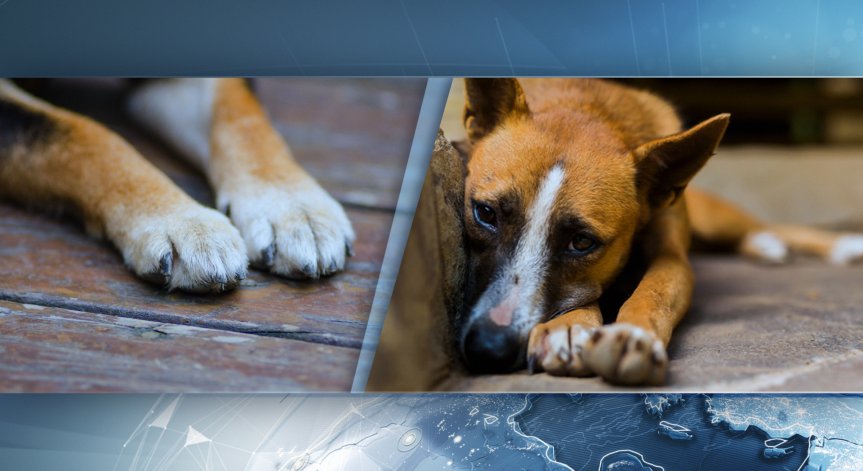 Отнеха кучето на мъжа, влачил го с колата си във Варненско