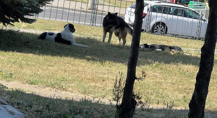 Helpbook: Общински служители с пушки прибират окървавени кучета във Варна?