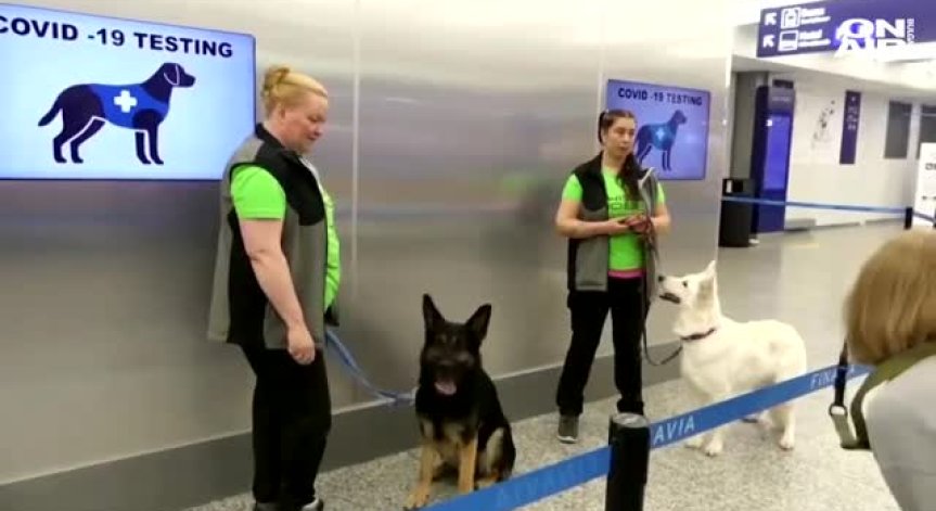 Кучета ще откриват коронавирус на летище в Хелзинки