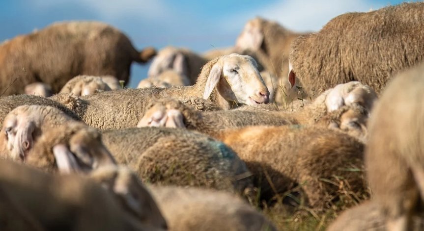 Меди-Висна не е характерно за България.