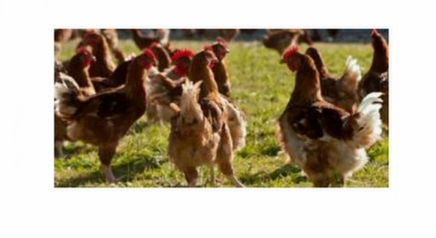  Ново огнище на птичи грип във Франция