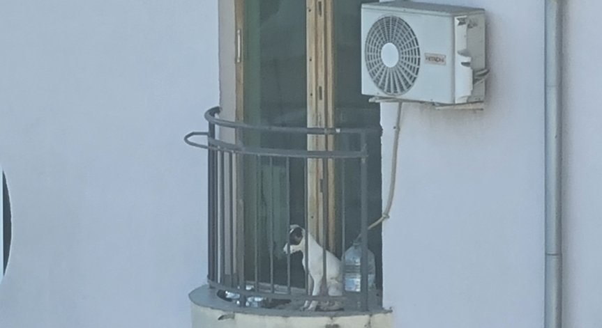 От HelpBook: Лай, скимтене  - изоставено на балкона куче при 33 градуса