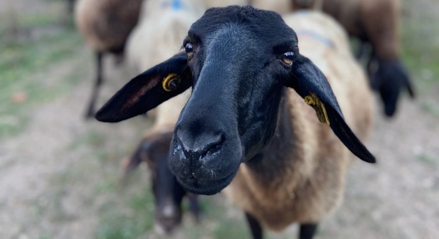 За смях или за плач: Стадо овце изпаса нива с канабис, животните се държат странно