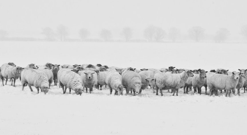 Петима откраднаха 100 бременни овце от ферма край Сливен