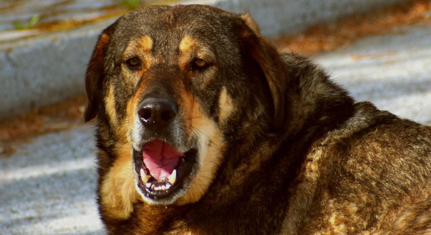 Мъжът ударил кучето с бухалка.