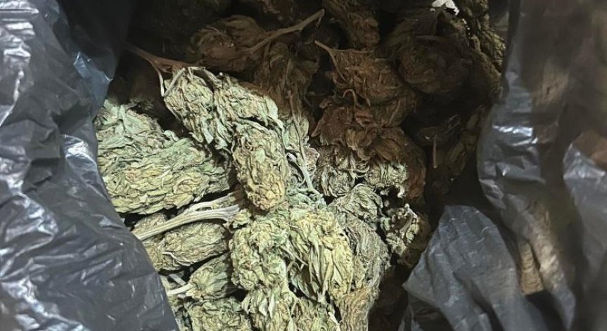 Разбиха група за разпространение на марихуана, стойността ѝ за около 1 млн. лв.