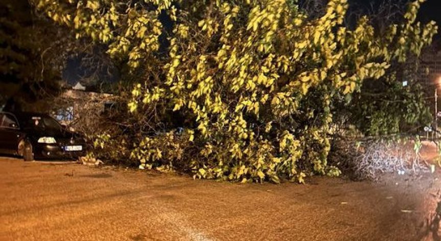 Мощна буря връхлетя Северозападна България, повали дървета, електрически стълбове