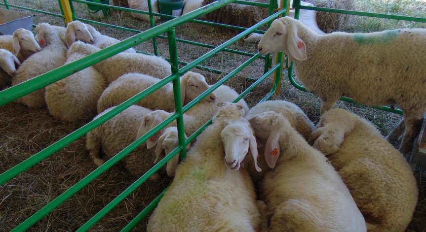  България е загубила 72% от животновъдството и птицефермите си