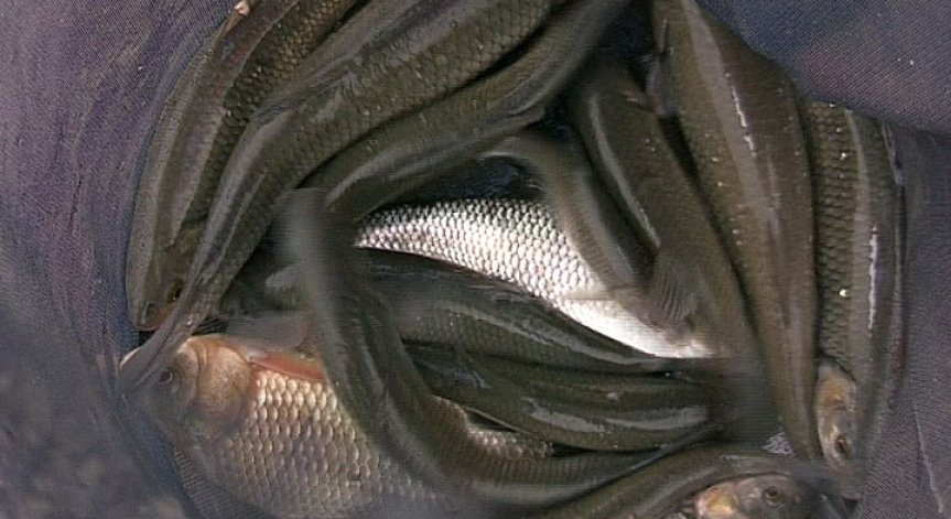 Пестициди са причилини екокатастрофата в река Марица