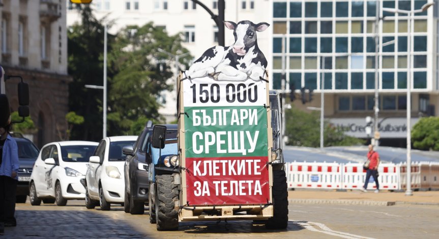 200 доброволци влизат в клетка пред парламента заради съдбата на телетата