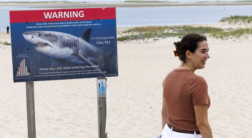 Бум на смъртоносните нападения на акули, има жертви в Австралия, САЩ, Египет, Мексико