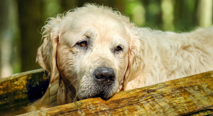Простреляха смъртоносно куче в Перник, издирват убиеца на животното