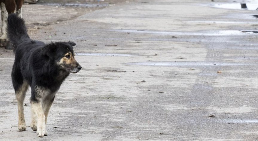 В Helpbook зачестиха сигналите за нахапани от кучета