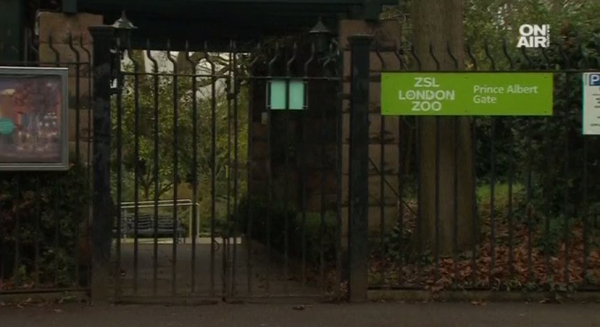 Пожар избухна в лондонския зоопарк, пламнаха кафене и магазин