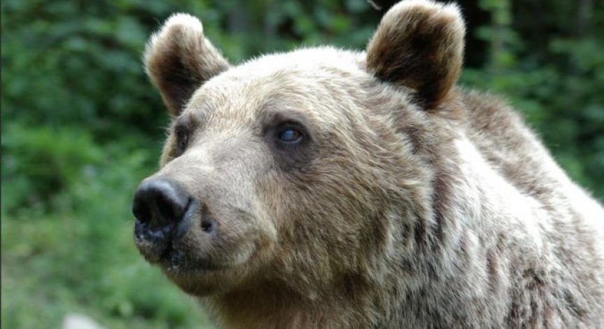 Популацията на мечките се е увеличила, шетат интензивно в Смолянско