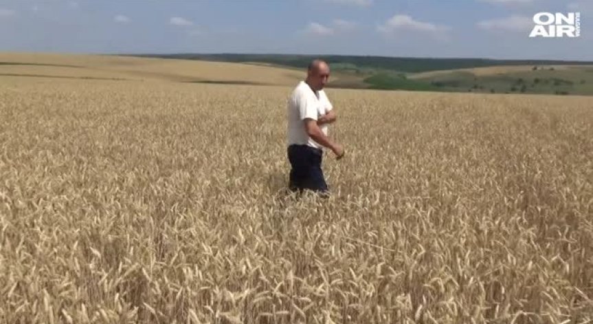 Дъждовете затрудняват жътвата в Крайдунавска Добруджа