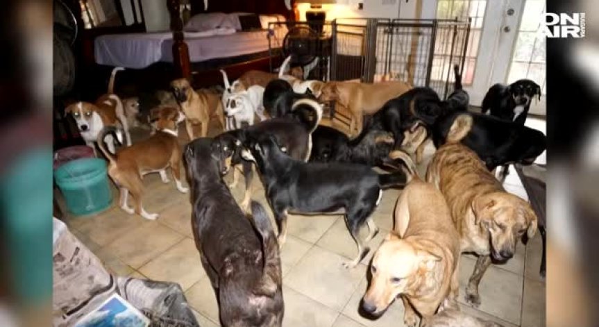 Жена приюти 97 кучета, за да ги спаси от урагана 