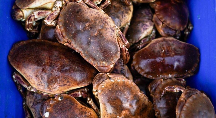 Брюксел блокира вноса на миди от Острова, Лондон може да обяви 