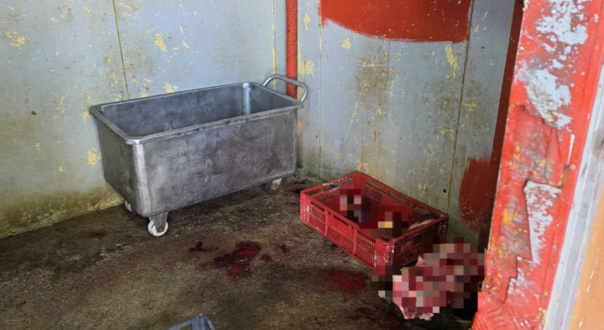 Разкриха незаконна кланица в Симеоновград, откриха близо 500 кг месо без документи