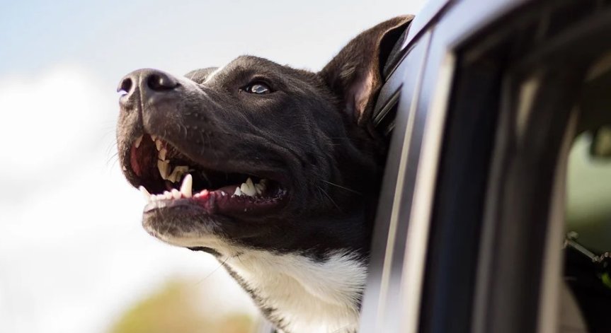Как да се държим при среща с агресивно куче