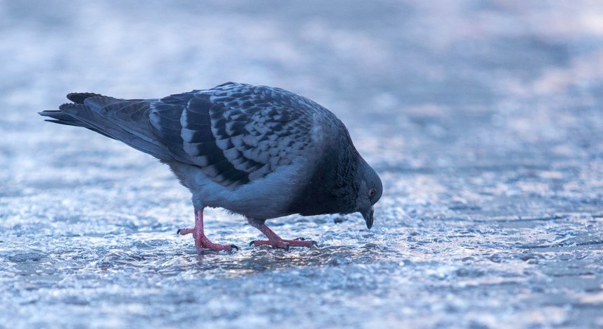 Максималните температури ще са между 0° и 5°.