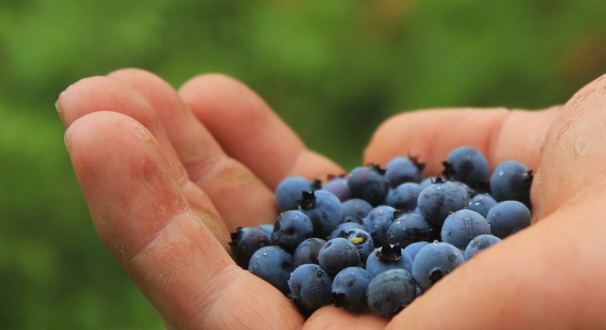 Кои плодове може да ядем, ако имаме диабет?