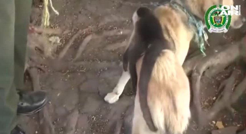 Едно необичайно приятелство: Куче и маймуна неразделни!