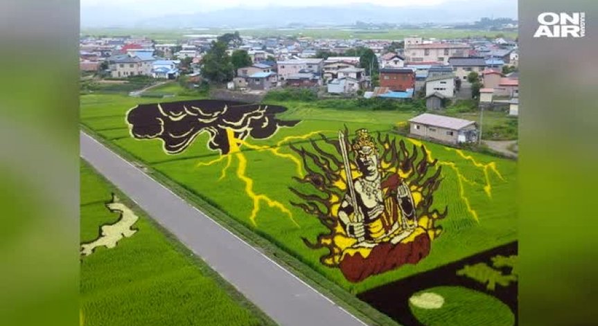 Впечатляващо: Рисунка с оризови посеви