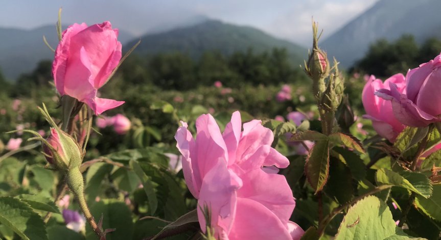 За година България е изнесла розово масло за над 12 млн. евро