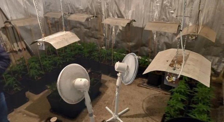 Разбиха наркооранжерия в софийско село (+СНИМКИ)