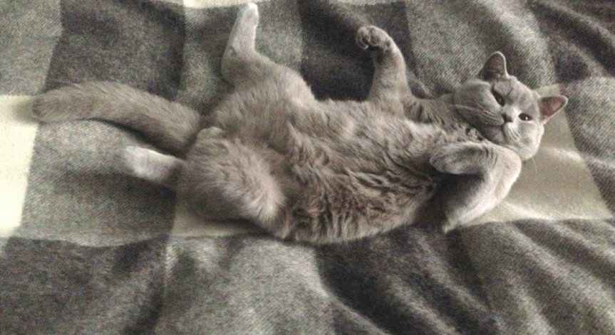 Изложба на котки предизвика фурор в София 