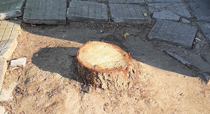 40-годишен бор в столичния кв. 