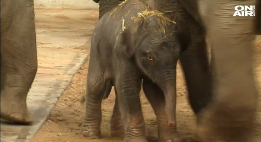 Малко слонче ще радва посетителите на белгийски зоопарк