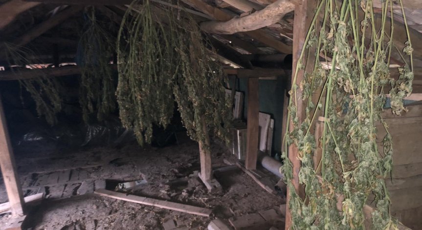 ГДБОП хвана в крачка жители на Ново село да отглеждат голямо количество канабис