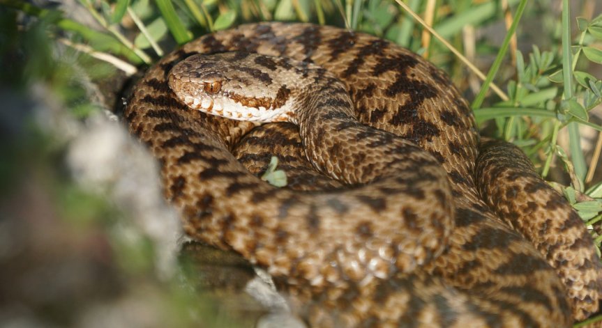 Младо момиче е в реанимация след ухапване от змия