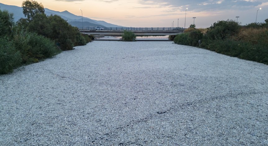 Къде отидоха извадените 270 тона мъртва риба от Волос