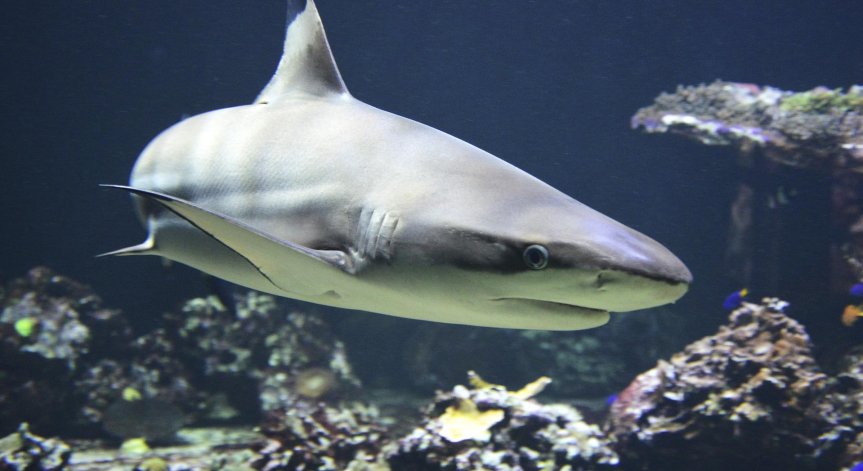 Акула уби две жени край любимия на българите египетски курорт Хургада