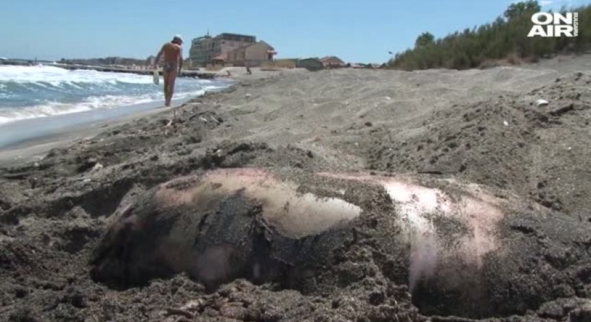 Около 40 мъртви делфини по Черноморието от началото на годината