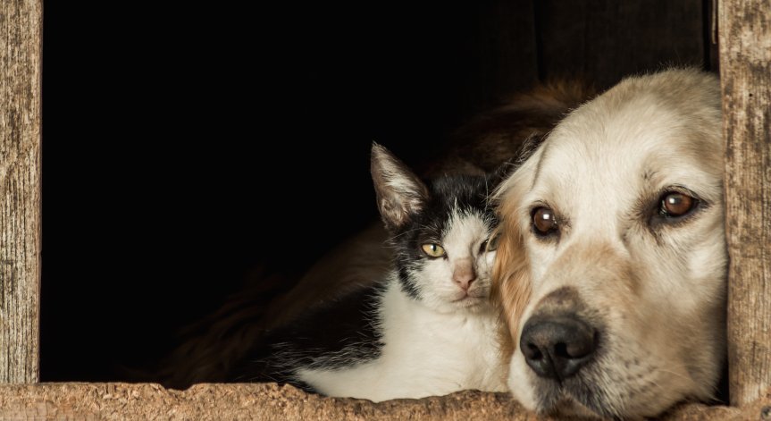 Това е наказателноправният отговор на садизма като бизнес.