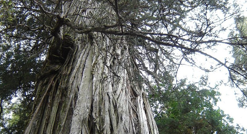 Най-старото дърво на планетата се намира в Чили, то е на 5000 години