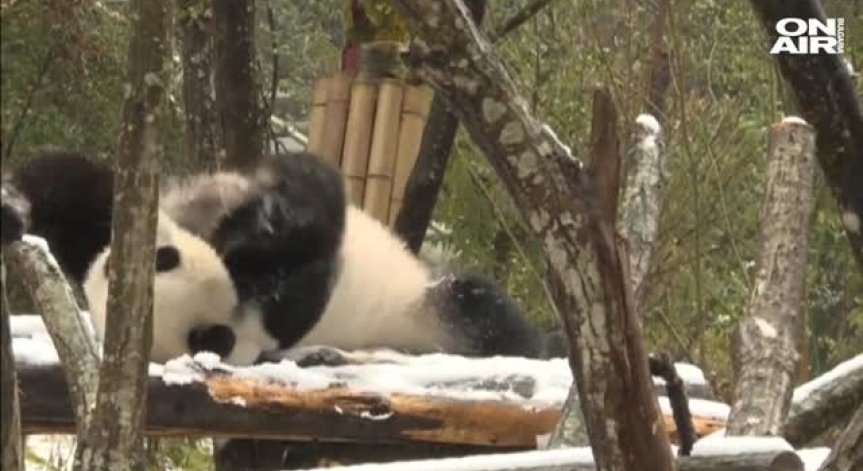 Пандите знаят как да се забавляват в снега