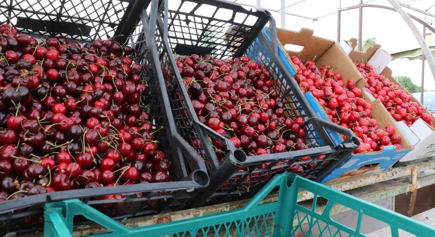 Черешите поевтиняват до 3,43 лв./кг, оранжерийните краставици вече са 2,08 лв.