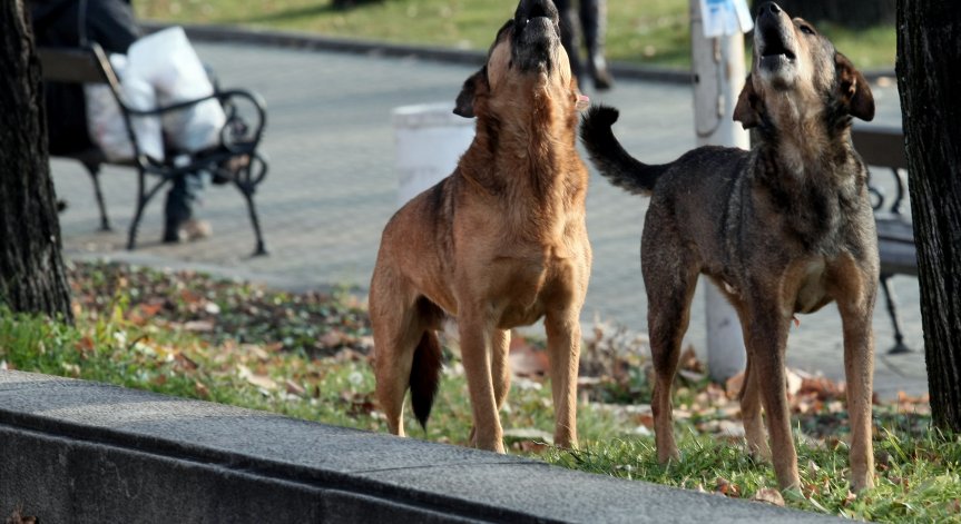 От Helpbook: Кучета без каишки, пуснати в столичен парк сред децата