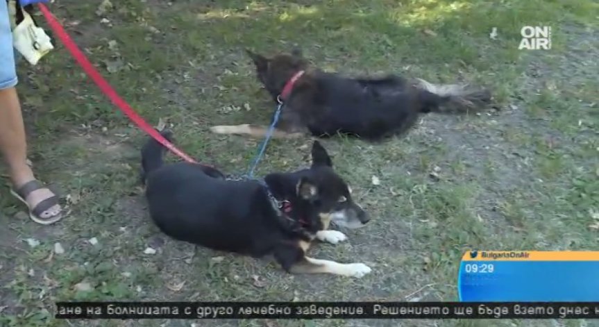 Осигурявайте повече вода на домашните си любимци в летните горещини
