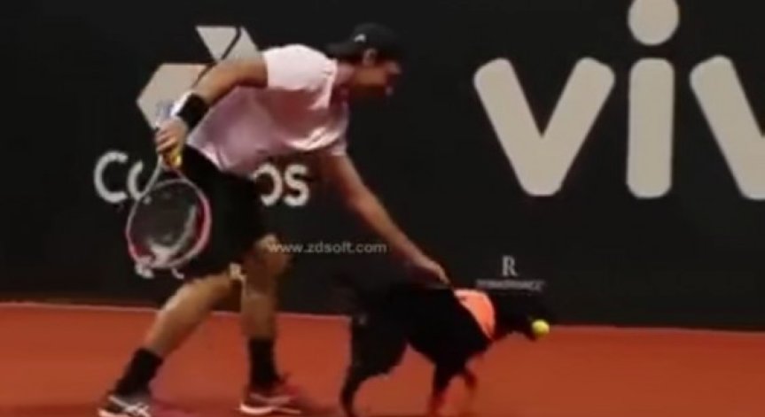 Някога бездомни кучета, сега - звезди на 