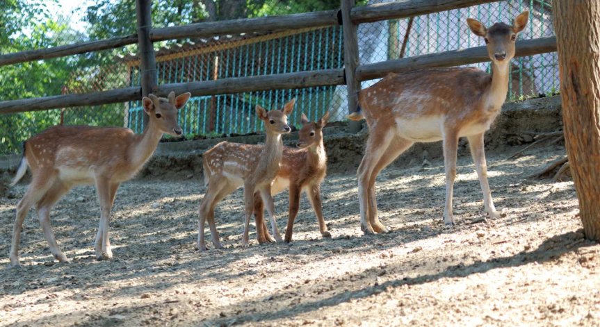 9 сърни са отровени в зоопарка в Благоевград. 5 вече са мъртви