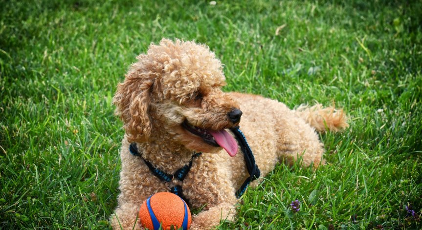 Куче се зарази с британския вариант на Ковид-19